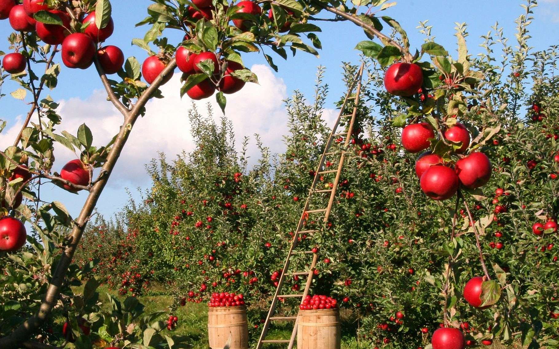 arbre fruitier en 11 lettres