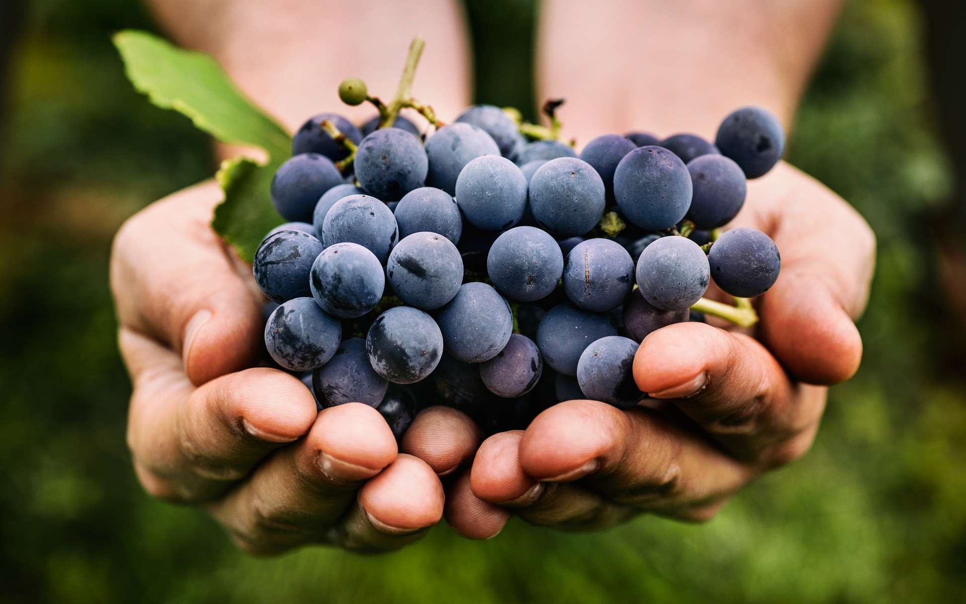 Le resvératrol est un polyphénol naturellement présent dans les raisins rouges, et donc dans le vin rouge. © mythja, Shutterstock