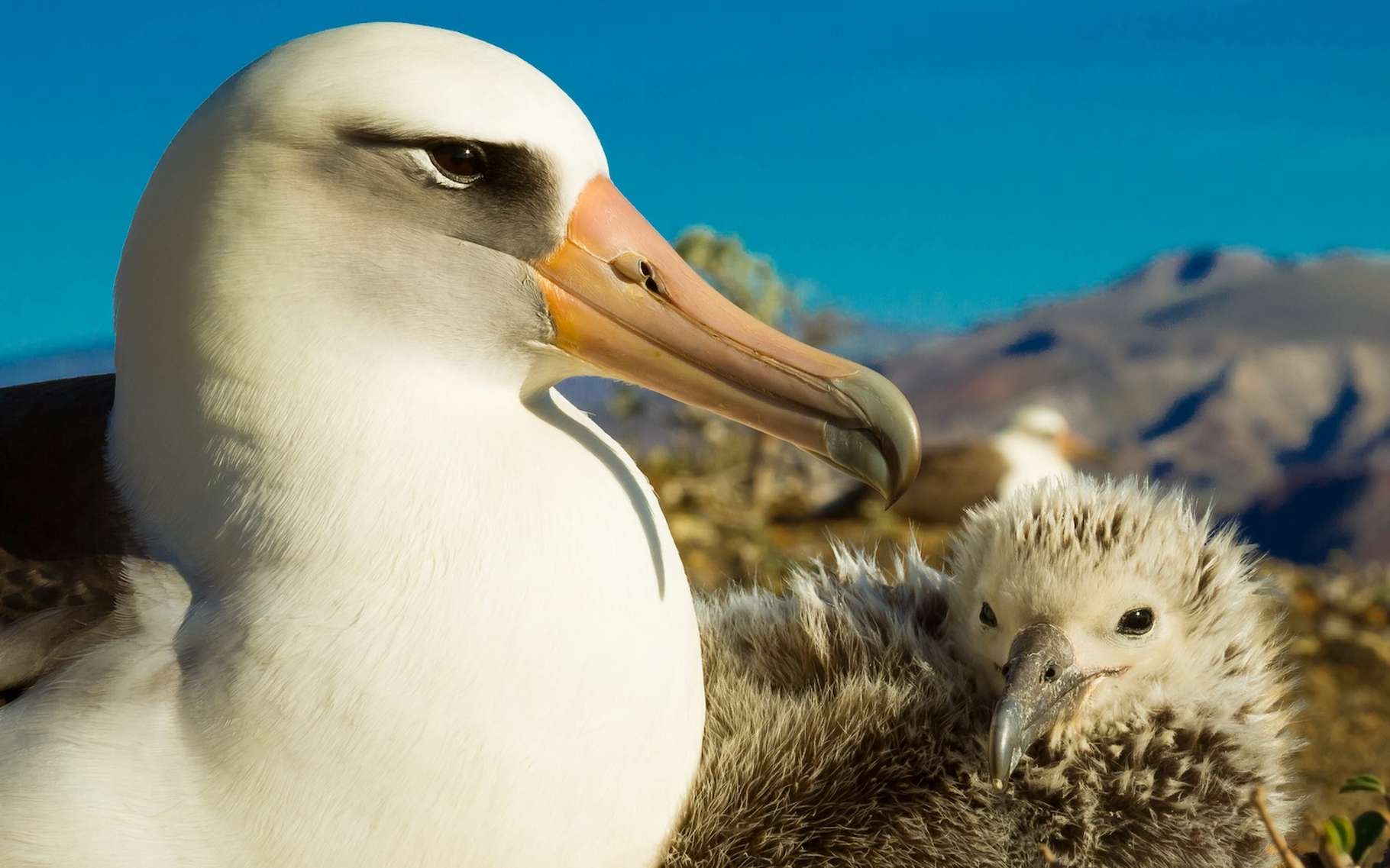 Le plus vieil oiseau du monde vient une fois de plus de surprendre les scientifiques avec cet exploit !