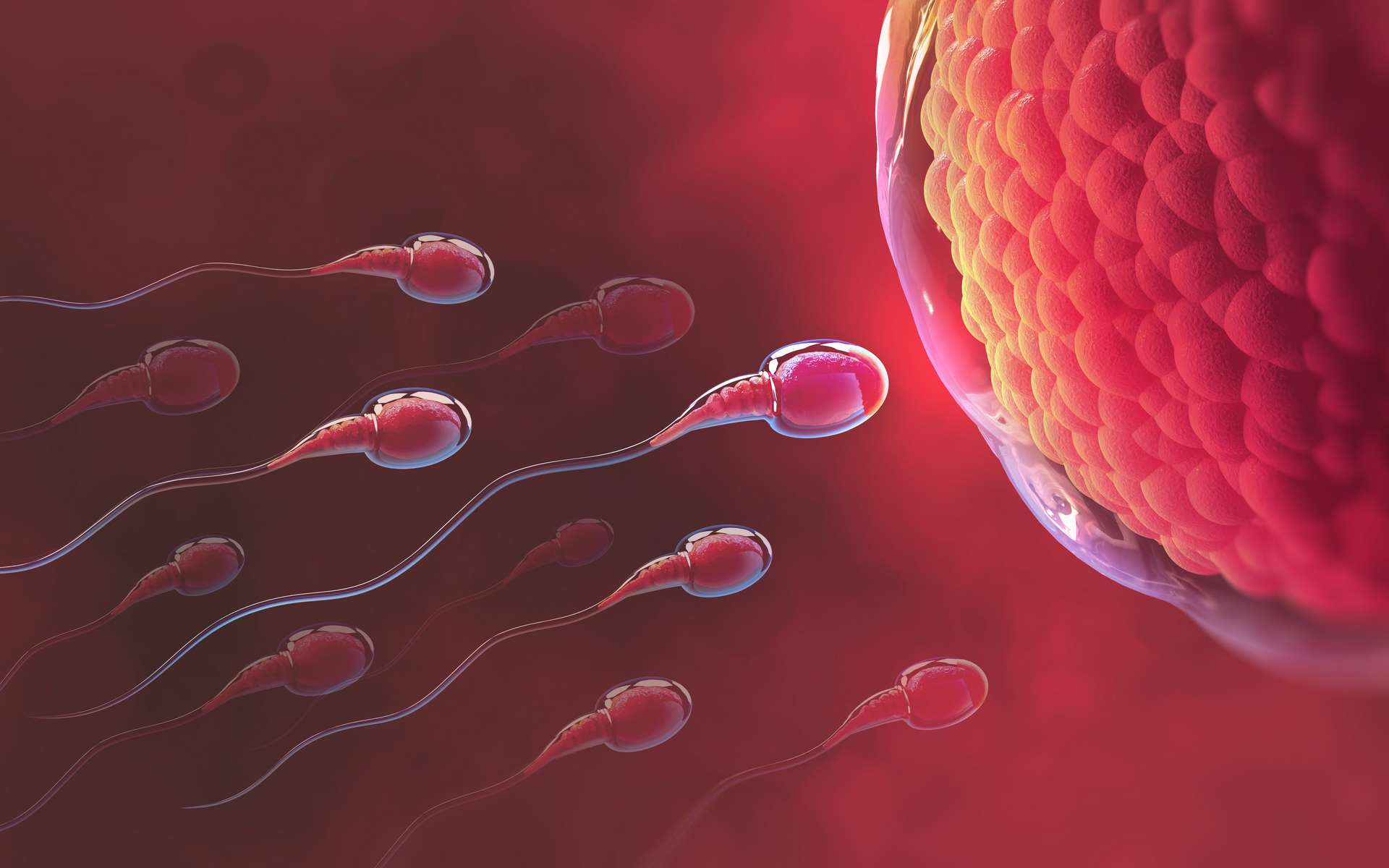 Le spermatozoïde gagnant avait sans doute l'antidote