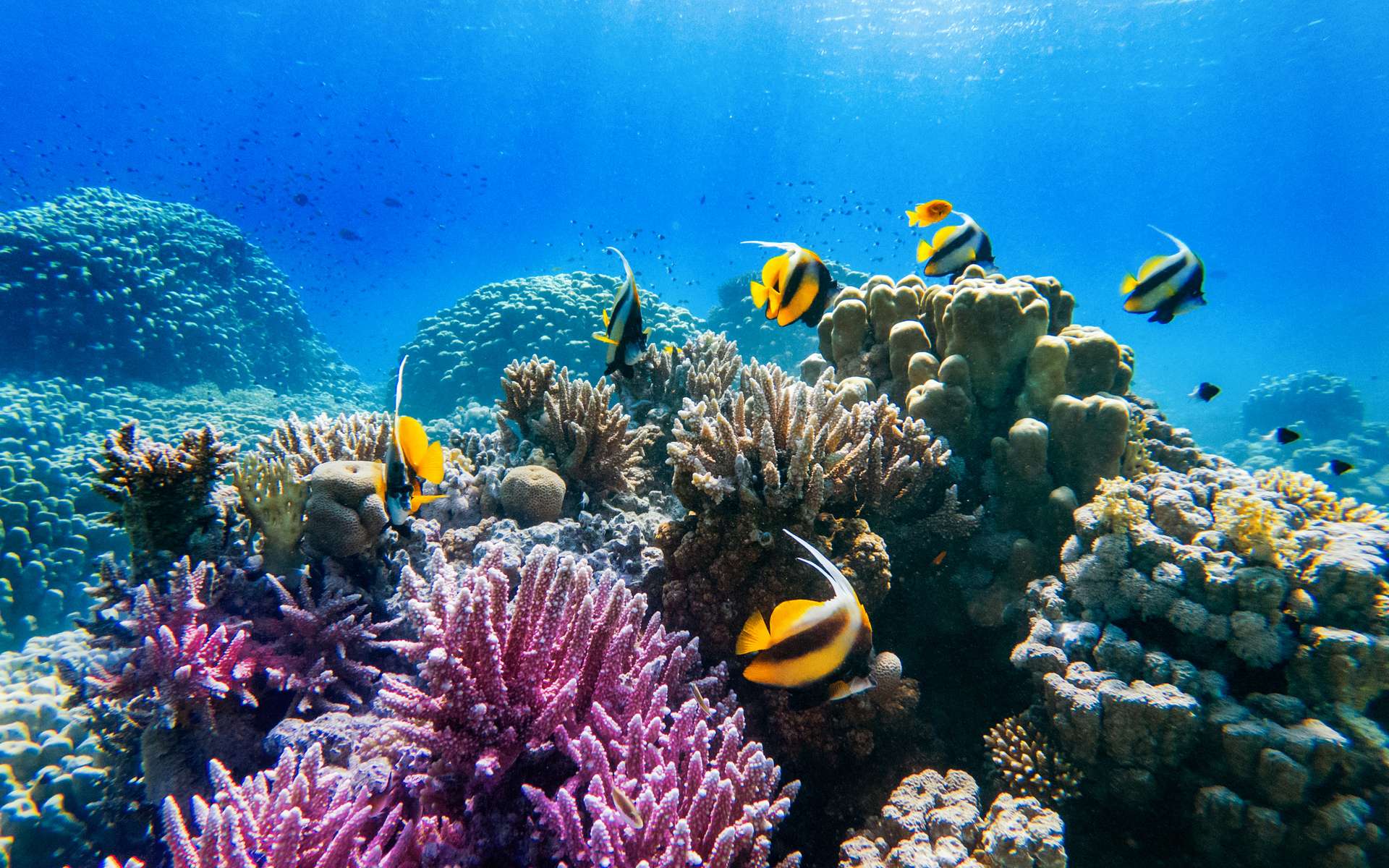 Les poissons des récifs coralliens sont souvent parés de nombreuses couleurs, dans l'imaginaire collectif. © ver0nicka, Adobe Stock