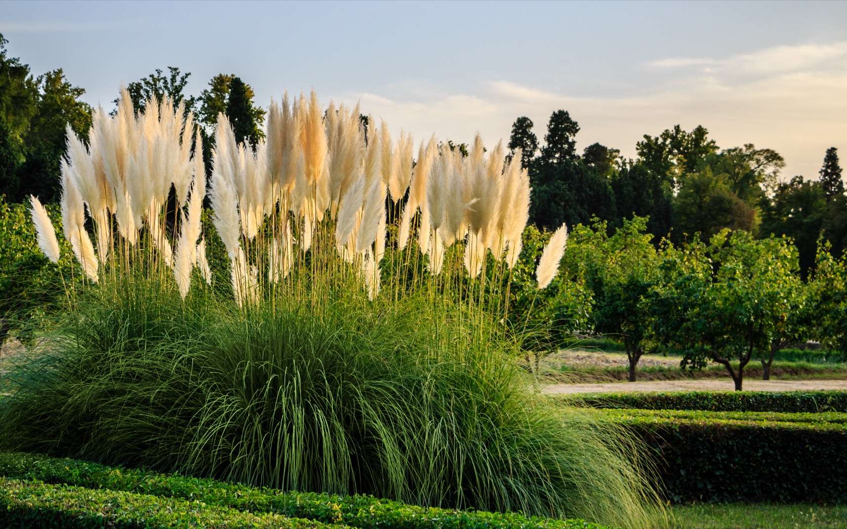 Graminées décoratives. Ici, les herbe de la pampa du Jardin du Prince d'Aranjuez, à Madrid en Espagne, patrimoine mondial de l'Unesco