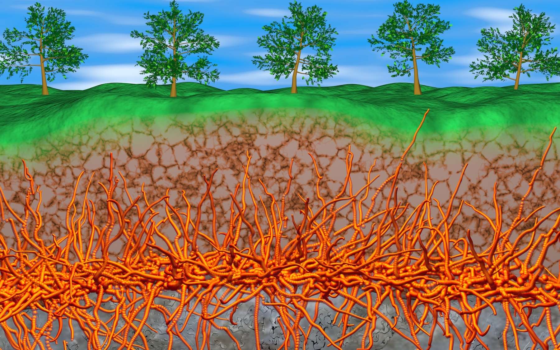 Les arbres et les champignons ont créé le plus grand réseau au monde, ce  chercheur explique pourquoi