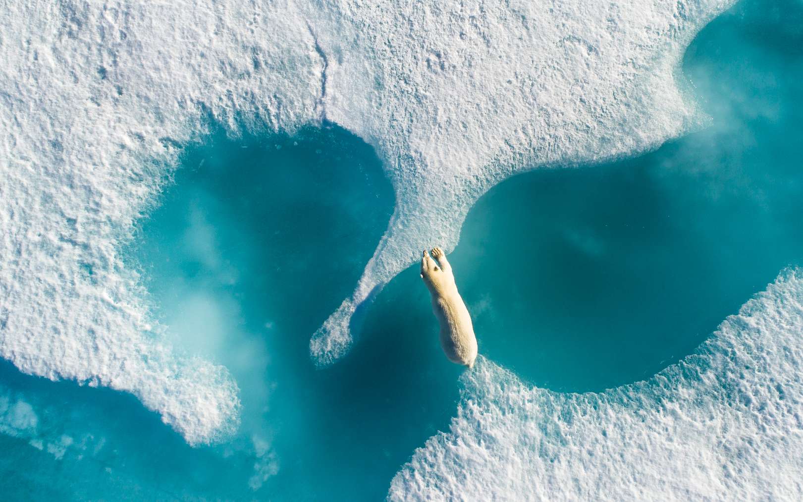 « Il y a des images qui pourraient vous impressionner avec leur maîtrise technique, et puis il y a des images qui vous font ressentir quelque chose. Cette photographie m’a clouée au sol, a déclaré le vidéaste Jarrad Sendj et membre du jury qui lui a décerné le Grand prix drone photo 2017. C’est particulièrement émouvant compte tenu de la crise climatique à laquelle notre monde est confronté en ce moment ». Florian Ledoux écrit : « Chère génération future, j'espère que vous pourrez toujours voir la faune arctique comme nous le faisons aujourd'hui. Dans son environnement qui change, elle est menacée. J'ai pu assister à de nombreuses scènes de la vie sauvage et celles-ci sont les plus belles choses que j'ai vues. Comme cette photo unique au-dessus d'un ours polaire au Nunavut, dans la région de Baffin, traversant la banquise qui fond en été de plus en plus ». © Florian Ledoux