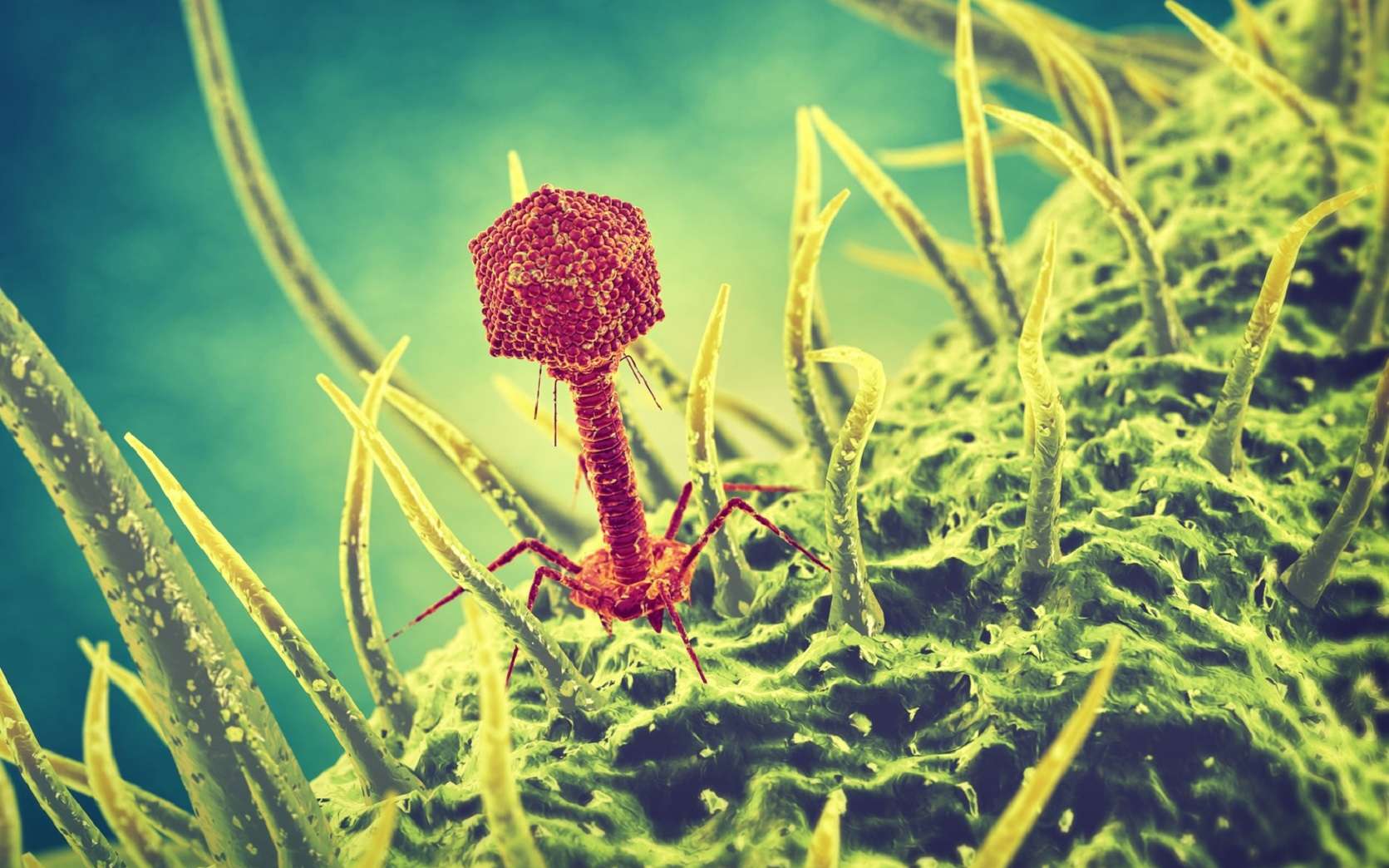 Les phages sont des virus qui s’attaquent aux bactéries. © nobeastsofierce, Fotolia
