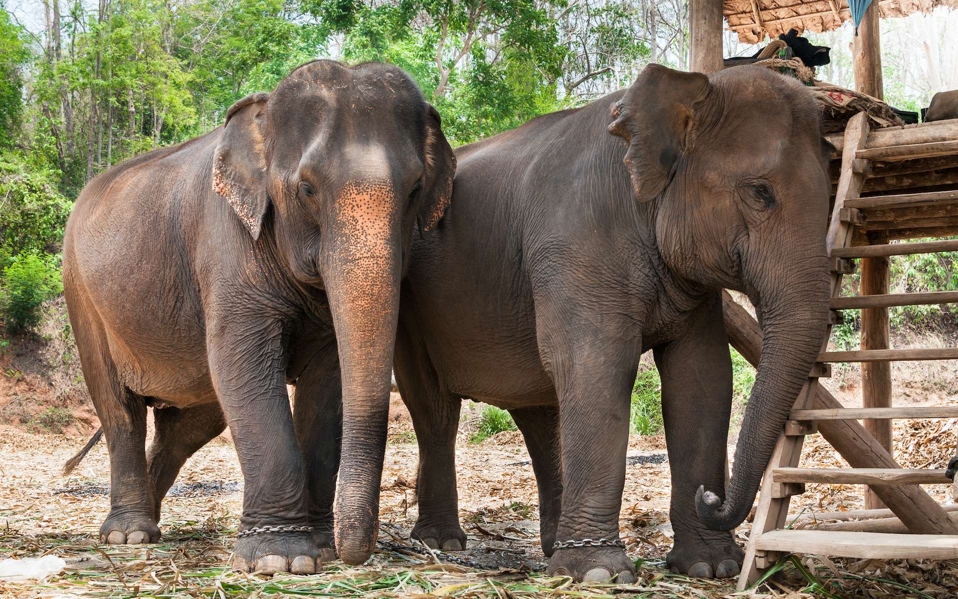 Thaïlande : plus de 1.000 éléphants menacés par la faim à cause du confinement