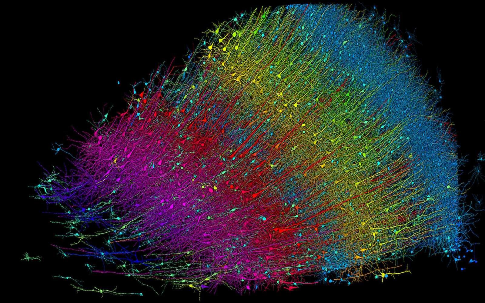 La première cartographie du cerveau humain à l'échelle du nanomètre révèle l'invisible !