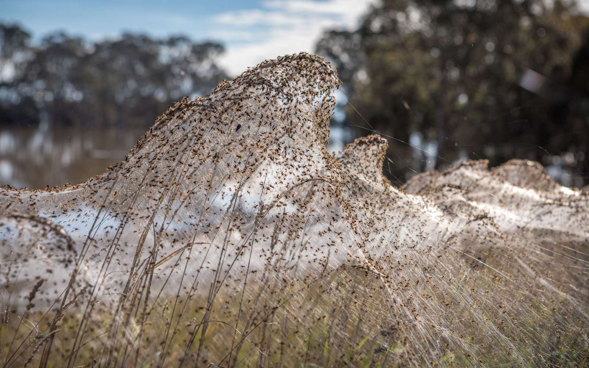 Australie : des araignées tissent une toile géante pour échapper aux inondations