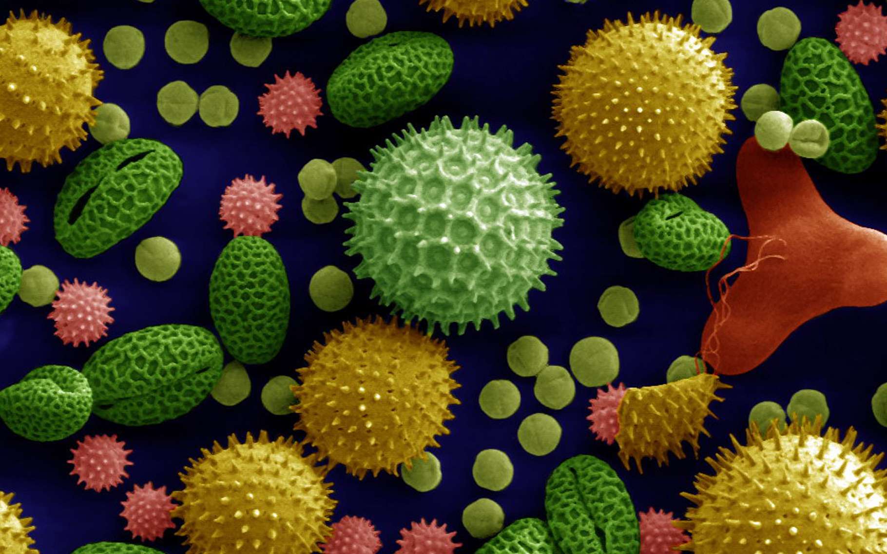 Бактерии вирусы грибы биология. Бактерии вирусы грибки. Микробы и бактерии под микроскопом. Грибы микроорганизмы. Бактерии и вирусы под микроскопом.