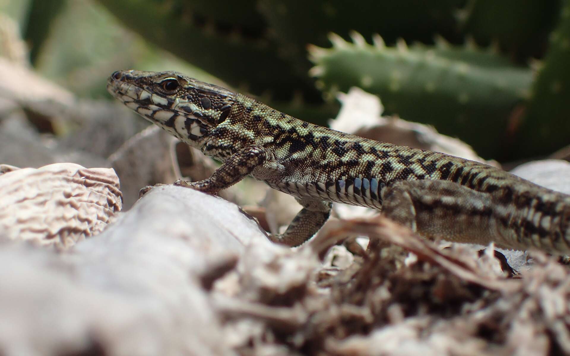 Le lézard des murailles est le roi de la régénération