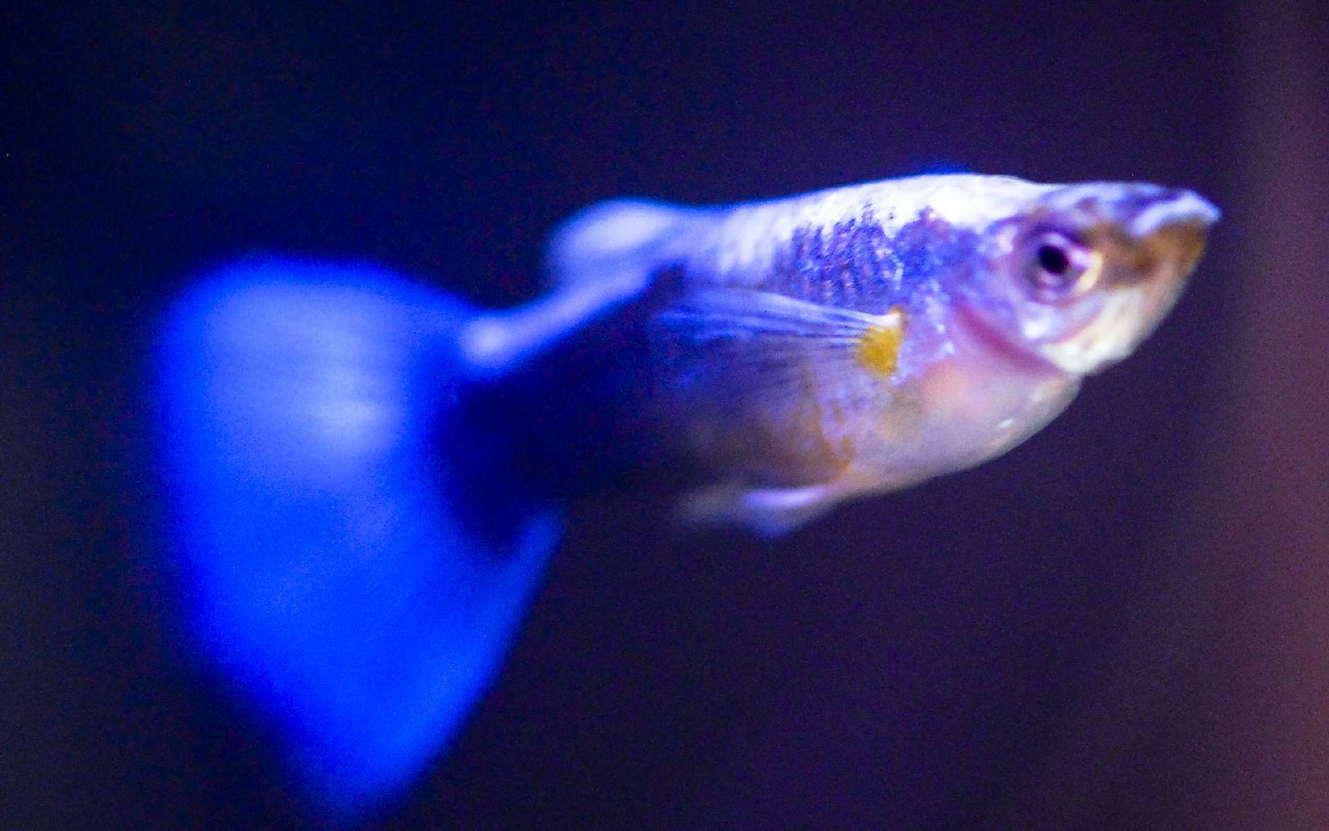 Le Prozac transforme les guppies en zombies