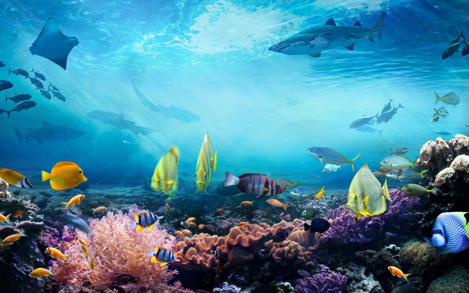 Les récifs coralliens fourmillent de vie. Mais le réchauffement climatique les met gravement en danger. © silvae, Adobe Stock