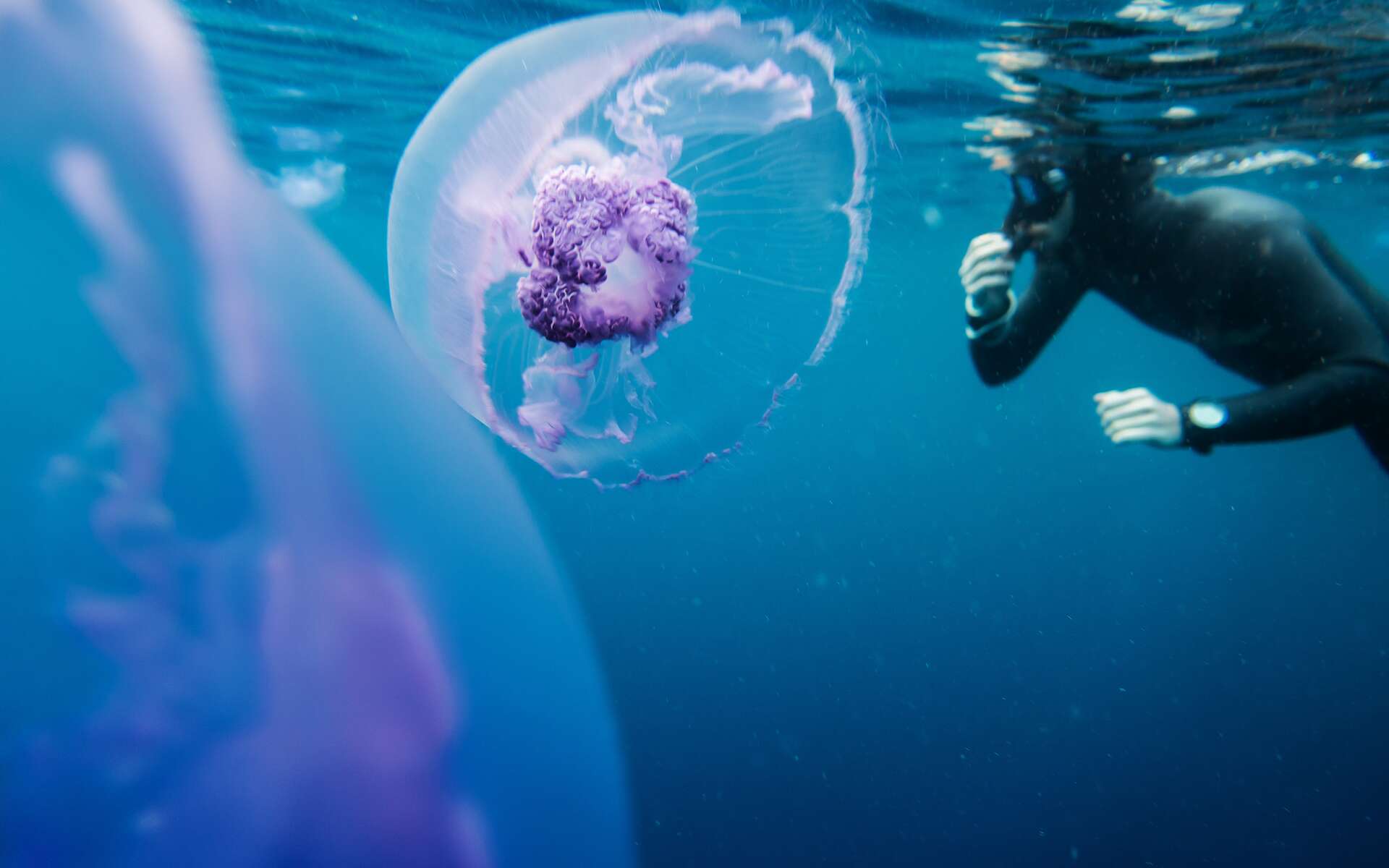 Un robot-méduse pour nettoyer les océans !
