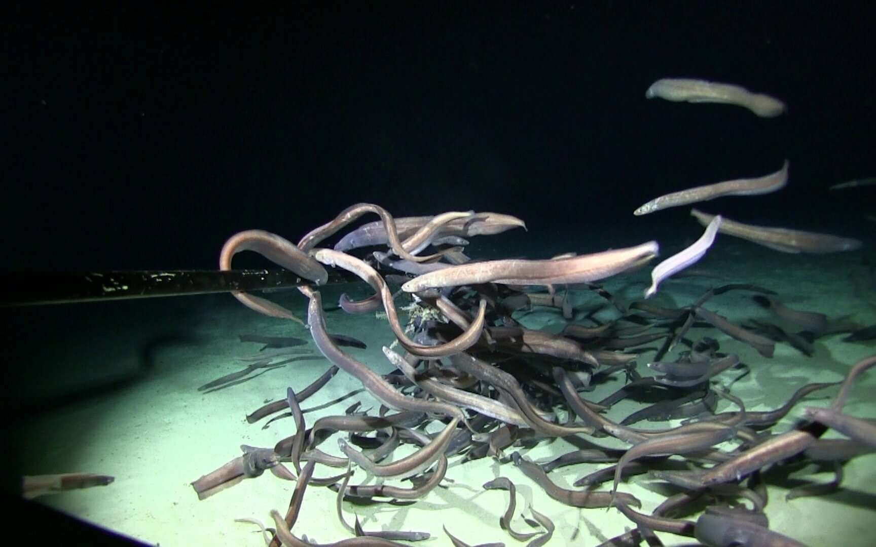 La plus large concentration de poissons des abysses jamais observée