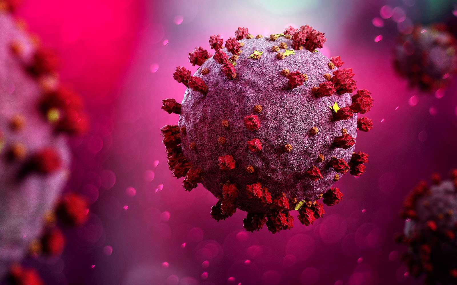La protéine S recouvre le coronavirus et lui permet d'infecter les cellules humaines. © Production Perig, Adobe Stock