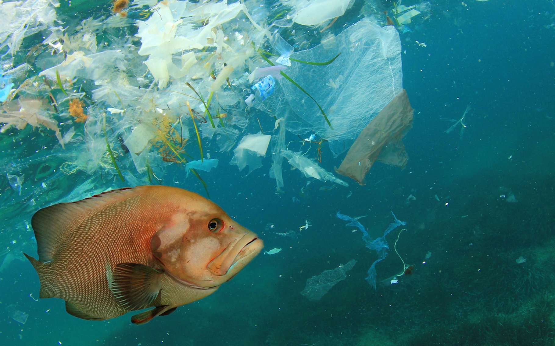 Les microplastiques dans l'océan sont sous-estimés