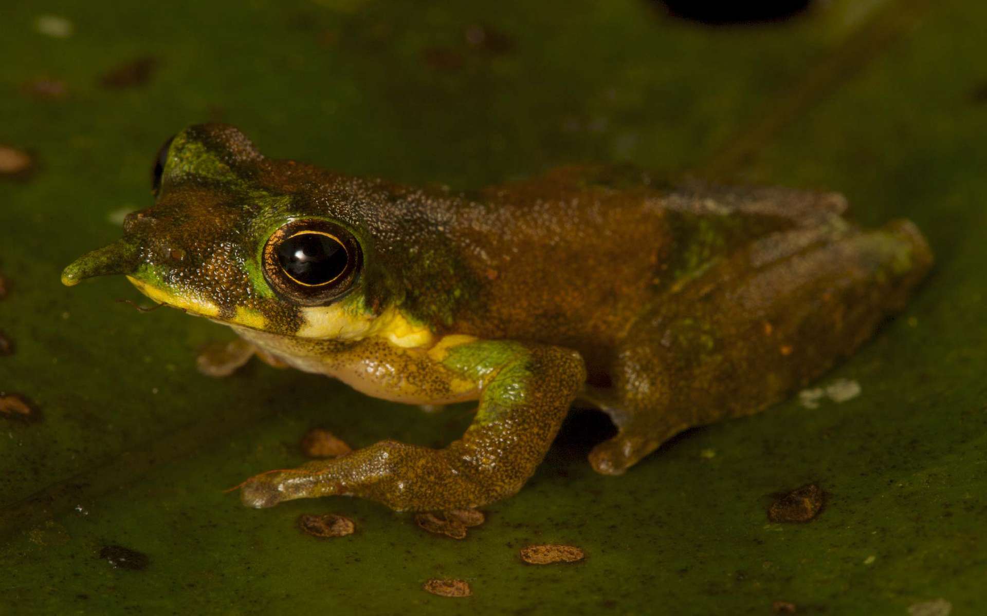 La Célèbre Grenouille Sauteuse Du Comté De Calaveras Brève | Une grenouille Pinocchio découverte en Nouvelle-Guinée