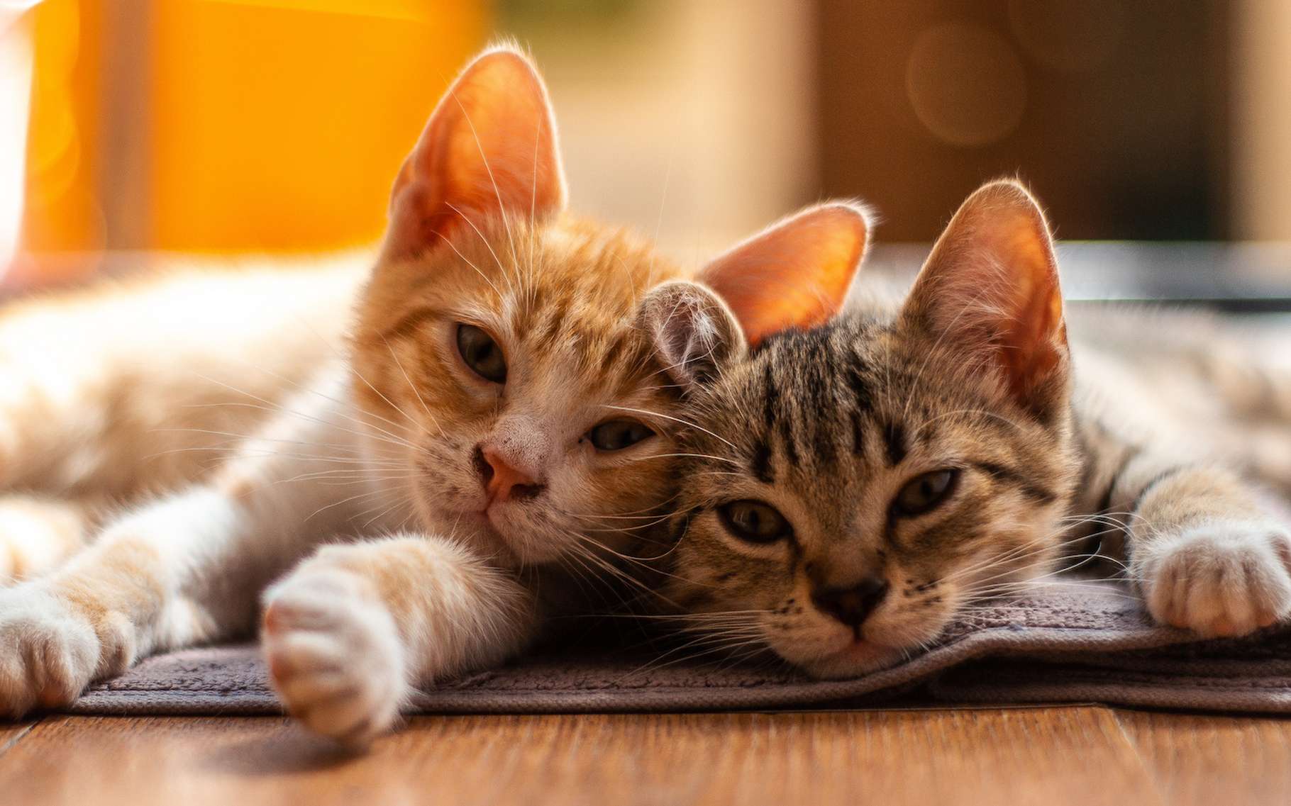 Des scientifiques ont percé le secret du ronronnement apaisant des chats !