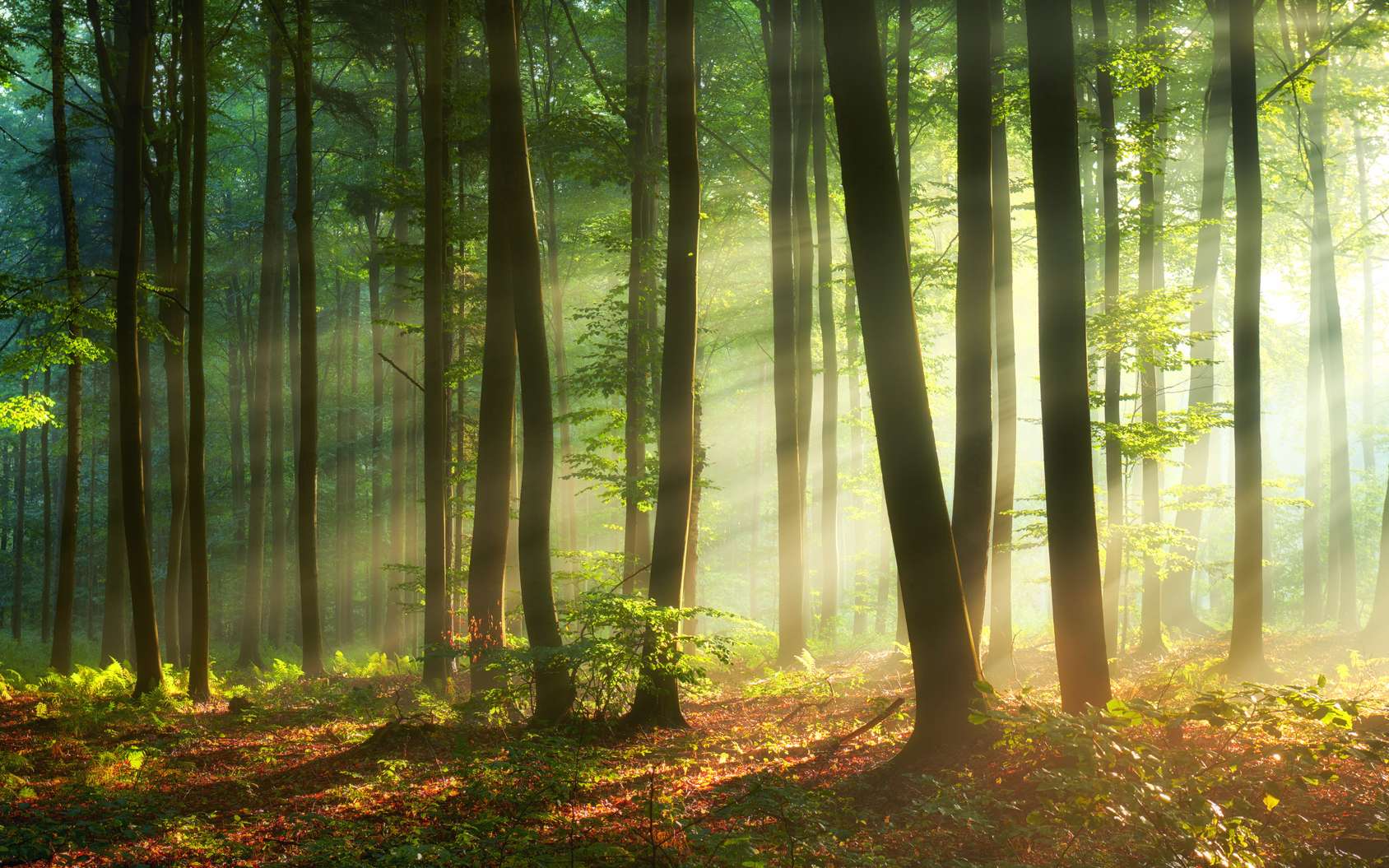 Près De La Moitié Des Arbres En Europe Sont Menacés Dextinction