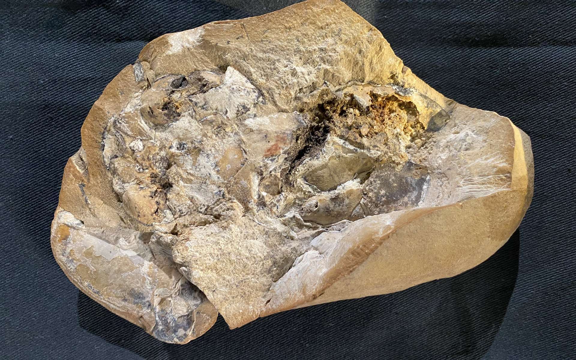 Incroyable découverte d'un coeur fossile de 380 millions d'années !