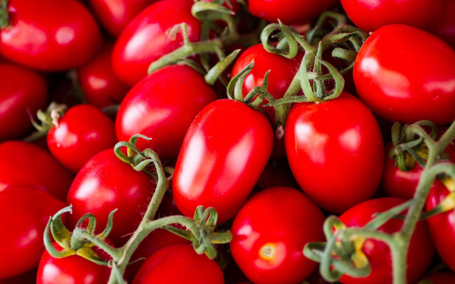 Voici la première tomate génétiquement modifiée par CRISPR