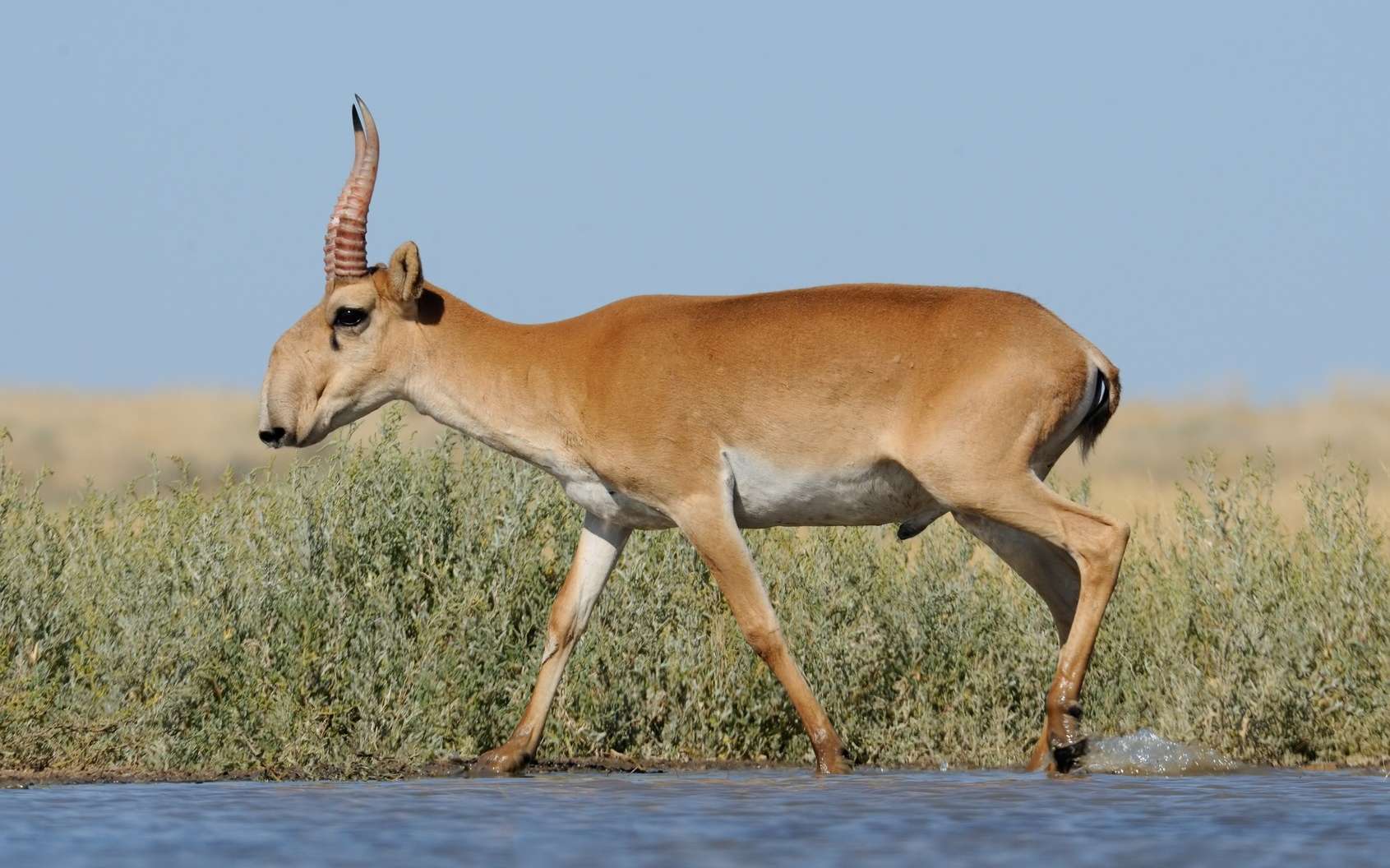 L’antilope saïga est en danger d’extinction. © Victor Tyakht, Fotolia