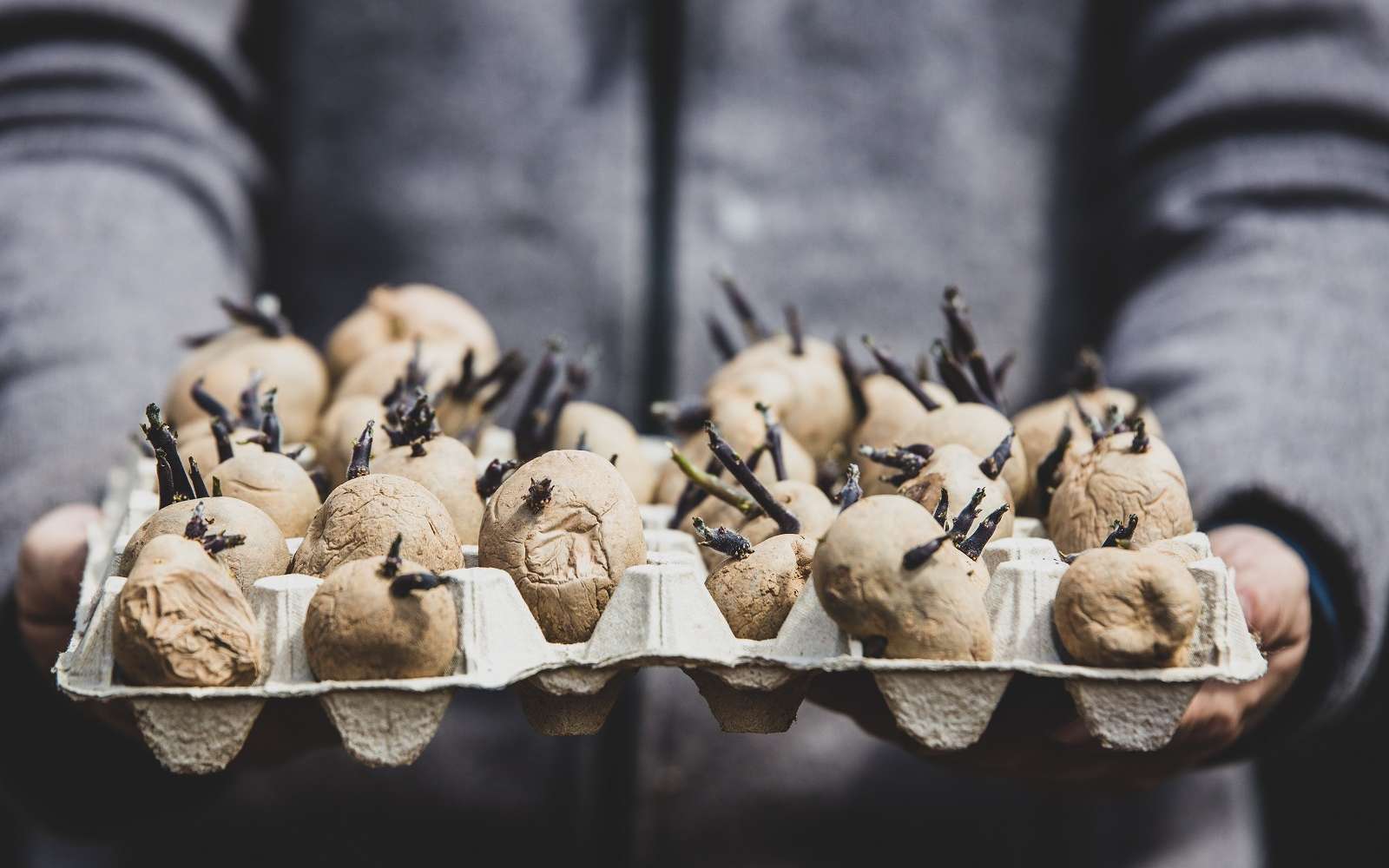 Tubercules de pommes de terre germés. © M.Dörr & M.Frommherz, Adobe Stock