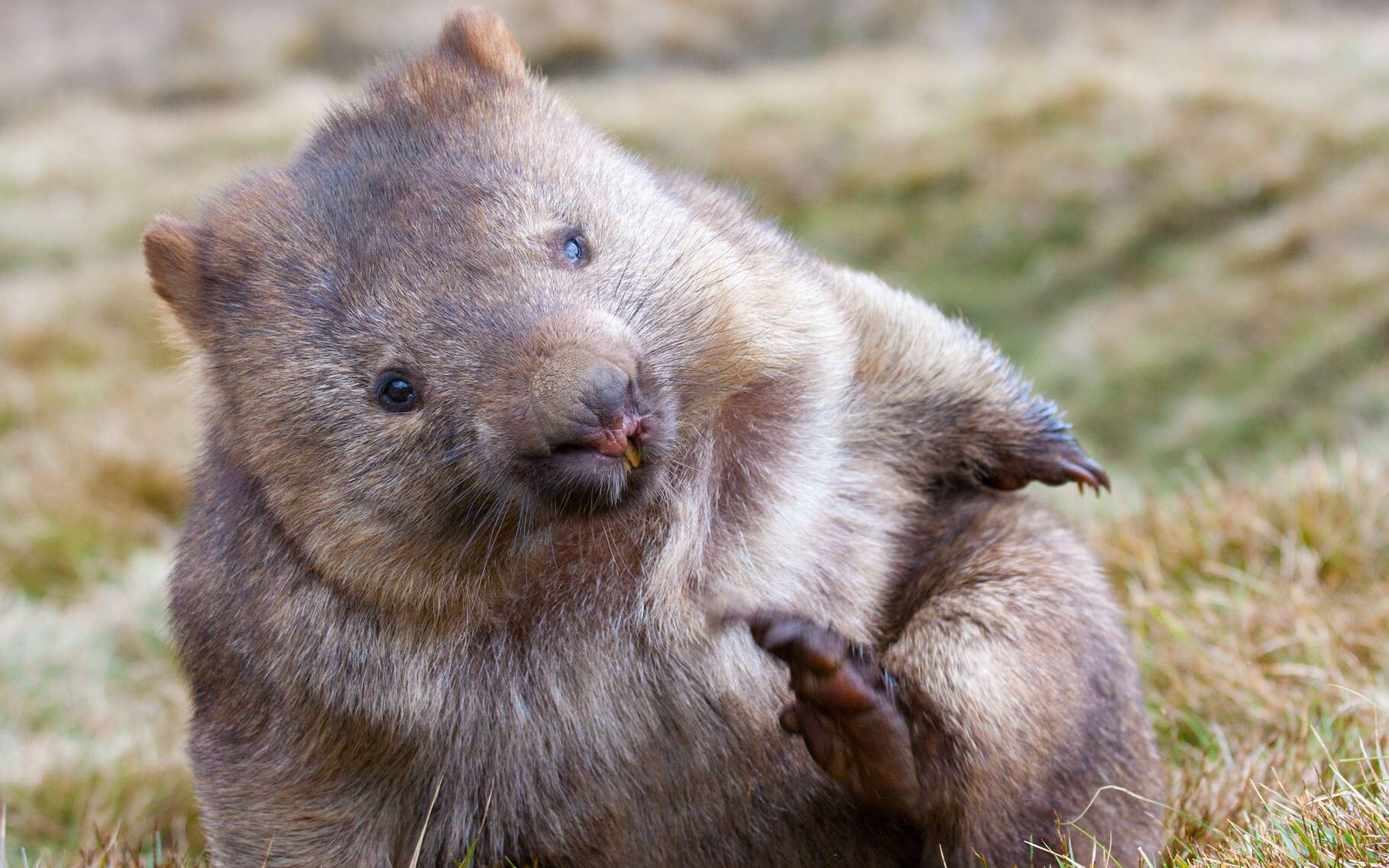 Quand les crottes cubiques des wombats nous donnent des idées