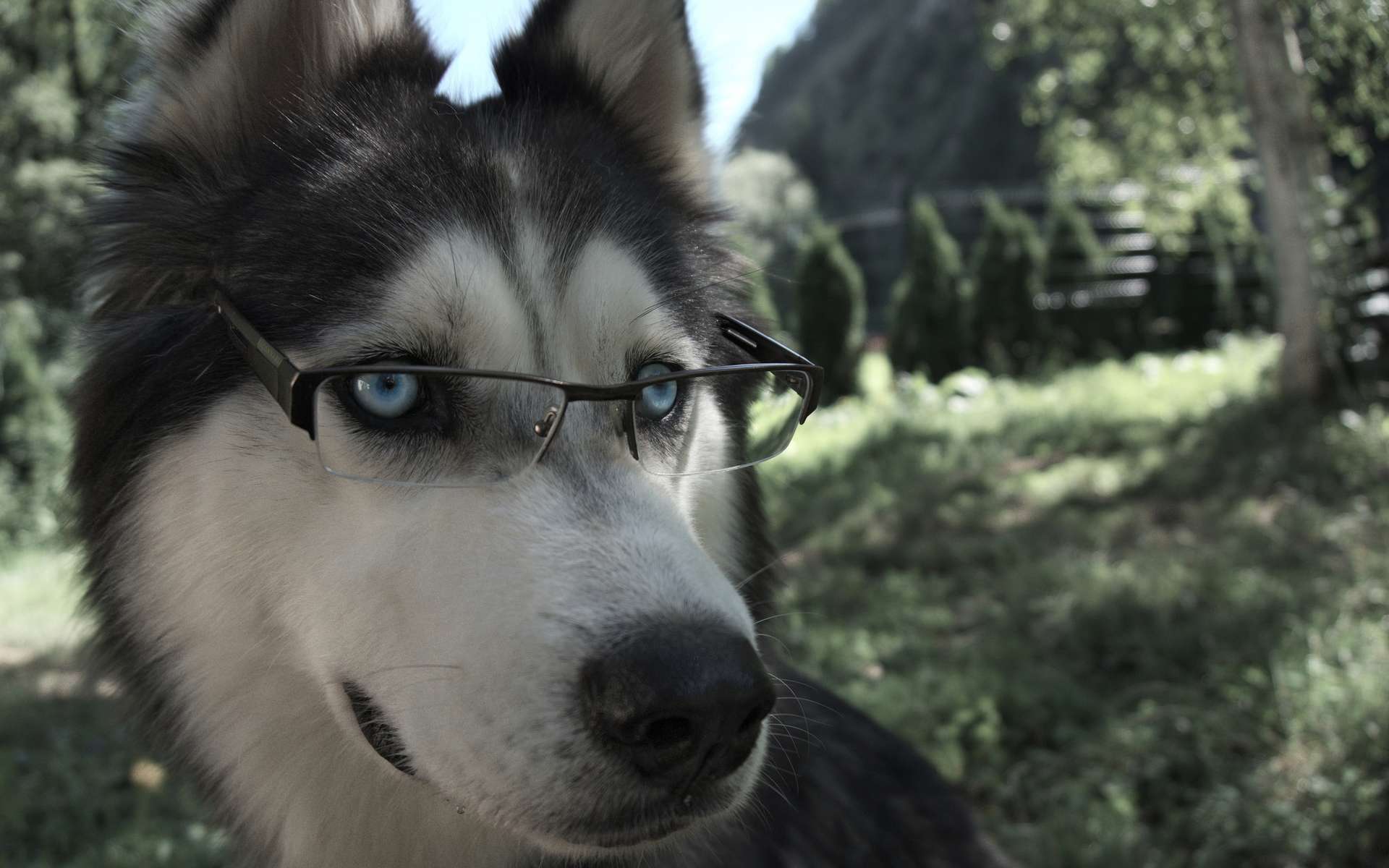 Race De Chien Les Plus Intelligent Top 5 des chiens les plus intelligents
