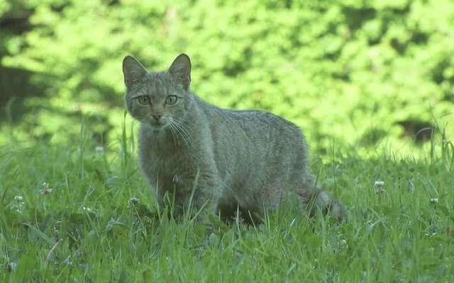 Comment calculer l âge des chats