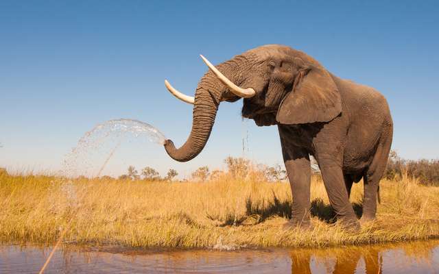 L Elephant Quelle Est Sa Duree De Gestation