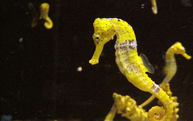 Un Hippocampe De La Taille D Un Grain De Riz Decouvert Au Japon