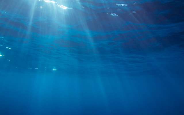 Breve Etrangete Du Vivant Decouvrez Le Fascinant Dragon Bleu Des Mers