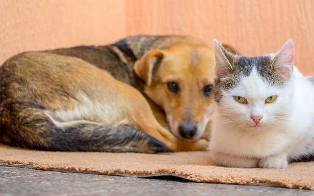 Un Chat Ou Chien Peut Il Manger Vegan Un Chat Ou Chien Peut Il Manger Vegan
