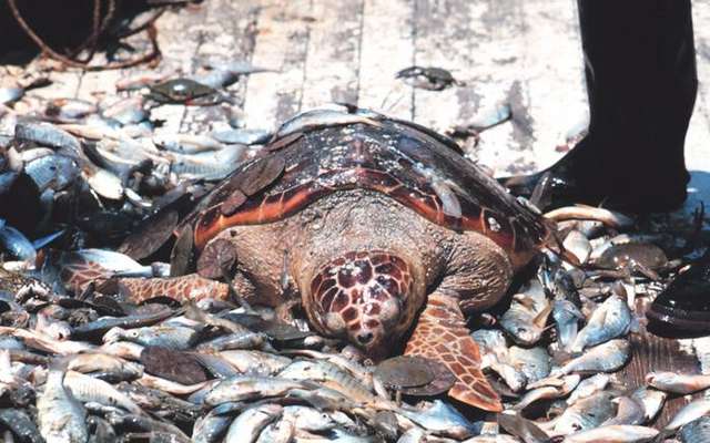 Naissance De Dizaines De Bebes Tortues Sur Une Plage De Frejus