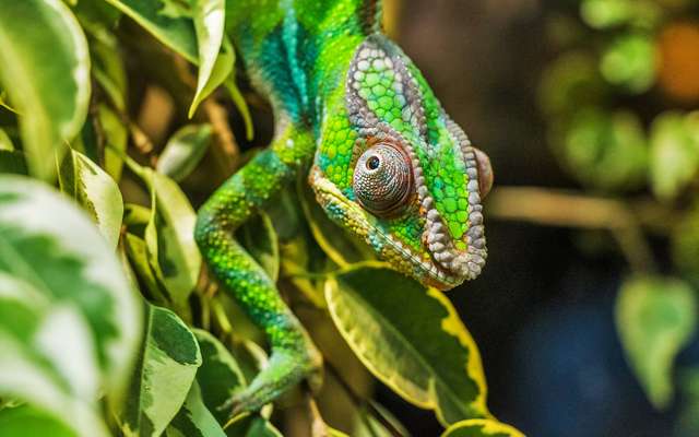 Breve Naissance Incroyable D Un Bebe Cameleon