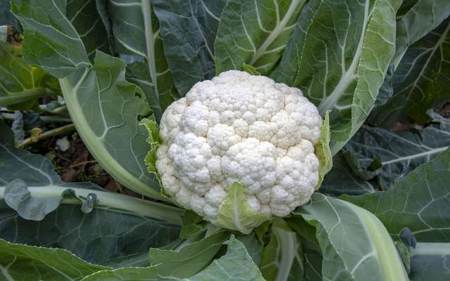 Clémentine ou mandarine, quelle différence ?