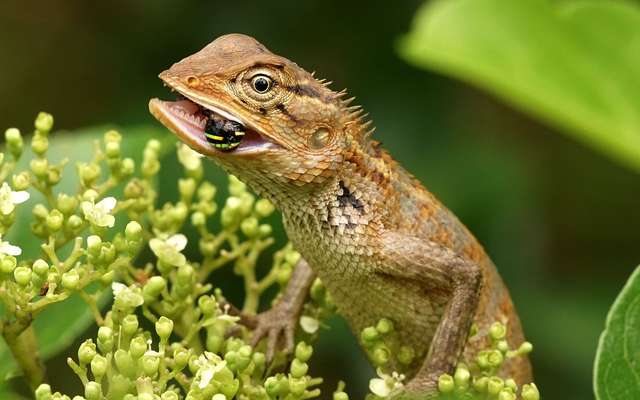 Breve Naissance Incroyable D Un Bebe Cameleon