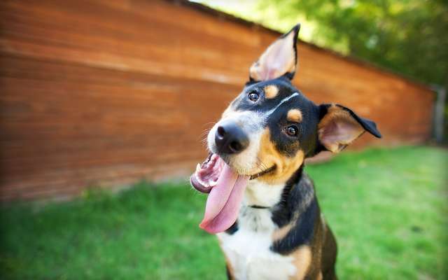 Les Chiens Sont Plus Intelligents Que Les Chats