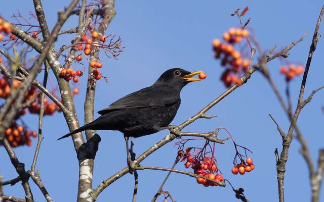 Breve Biodiversite Comptez Les Oiseaux Pour La Lpo