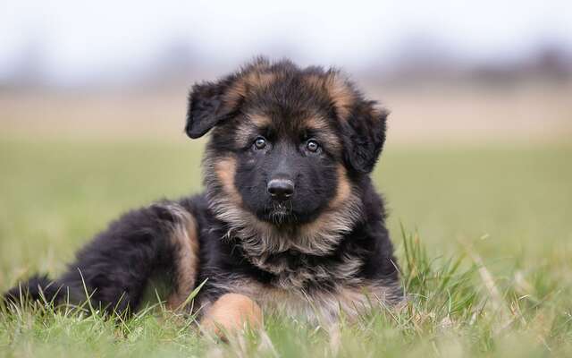 Les Chiens Sont Plus Intelligents Que Les Chats