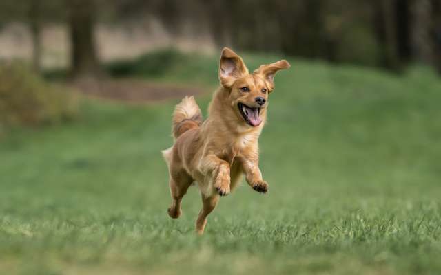 Lhomme A Modifié Le Cerveau Des Chiens En Créant Les Races