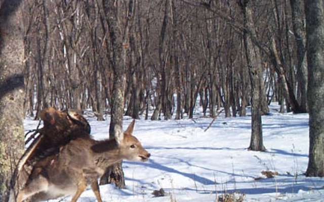 Biche Cerf Chevreuil Chevrette Daim Quelles Differences
