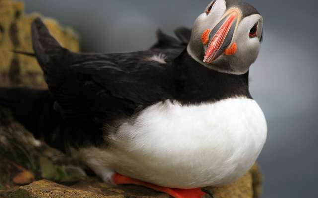 Incendies Et Secheresse Aux Etats Unis Les Oiseaux Tombent Comme Des Mouches