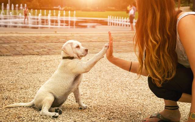 Brève Un Mystérieux Chien Loup Congelé Intrigue Les