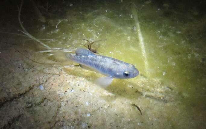 panneau métabolique de base en arête de poisson