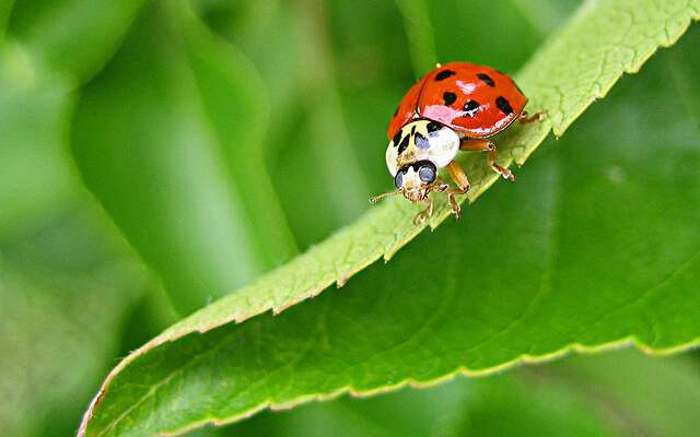 L arme fatale de la coccinelle asiatique des parasites