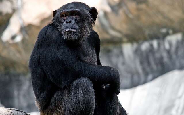 Les singes décident intelligemment, en évaluant les risques