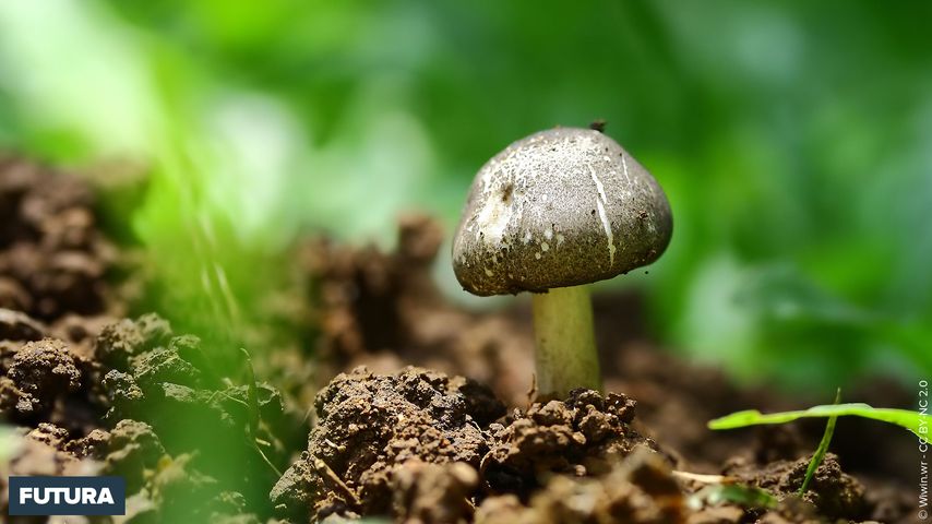 Notre Nature au pays des champignons - Notre Nature