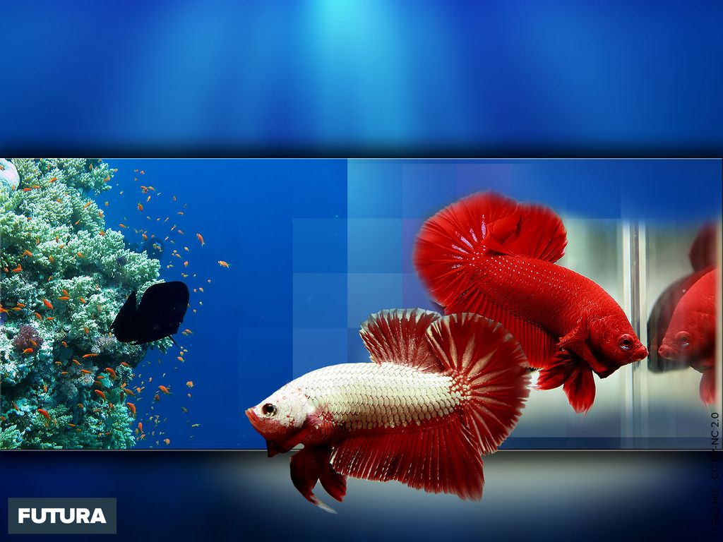 Image du site Futura Sciences